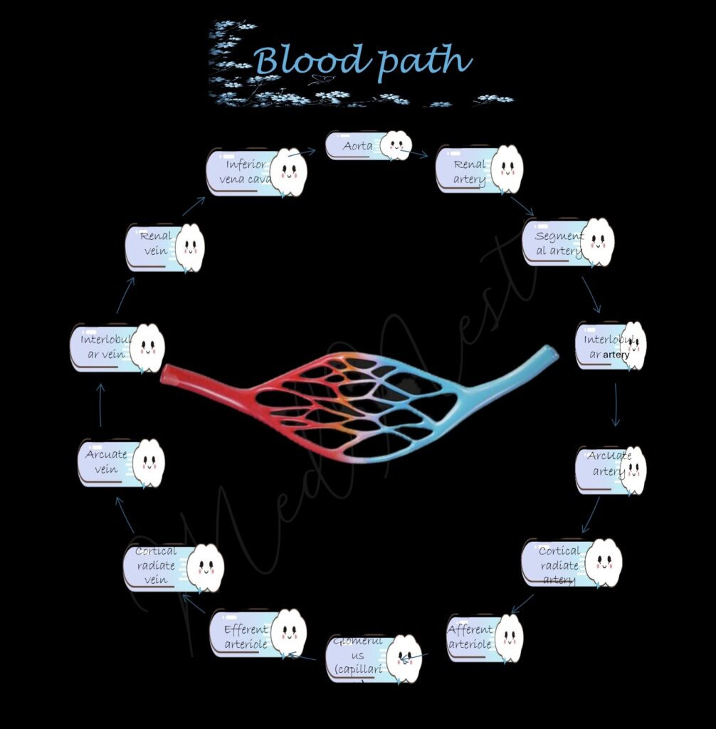 Blood path - mednesthub.com